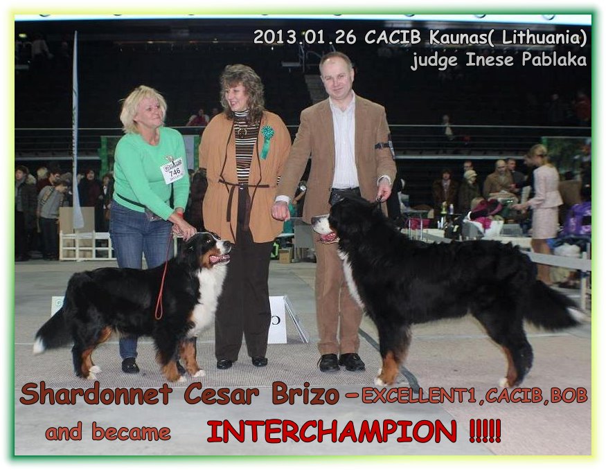 Shardonnet Cesar Brizo- Interchampion !!!